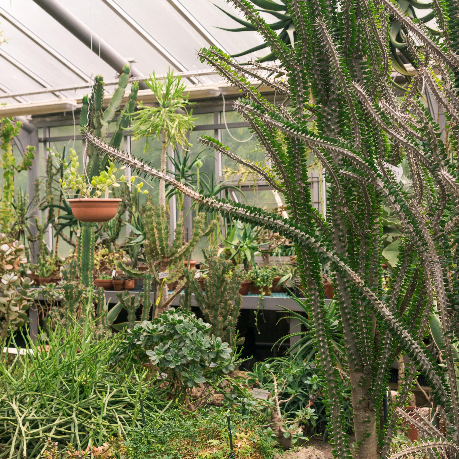 Jardín de Cactus